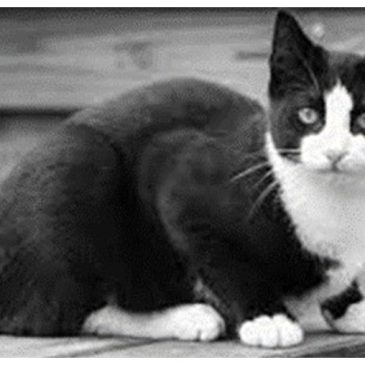 Boorn & Boerschop2023-02: Katten doot dat