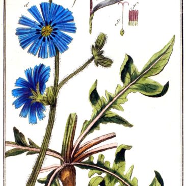 Verhaal SCvB-18, Peekoffie—–De vier Bornse cichoreifabriekjes (1820-1947)