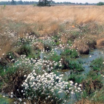 Verhaal SCvB-20, Een gemeentebestuur van boeren—–De marken (ca. 1250-1850)